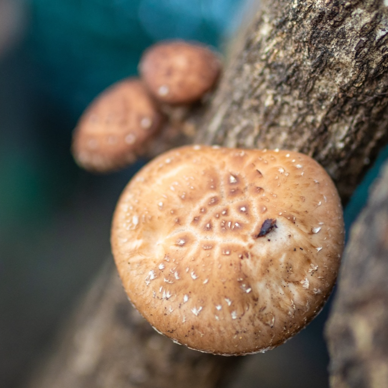 Cogumelos Shiitake / Shiitake Mushrooms