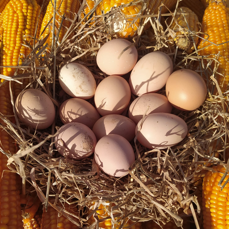 Ovos Caseiros / Homegrown Eggs