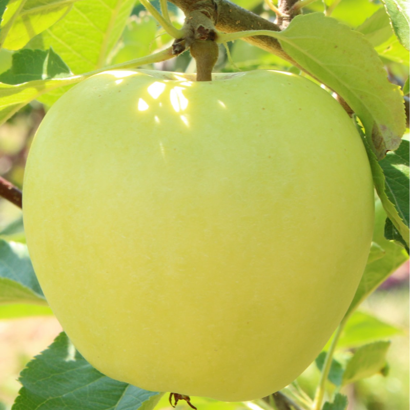 Maçã Golden / Golden Apple