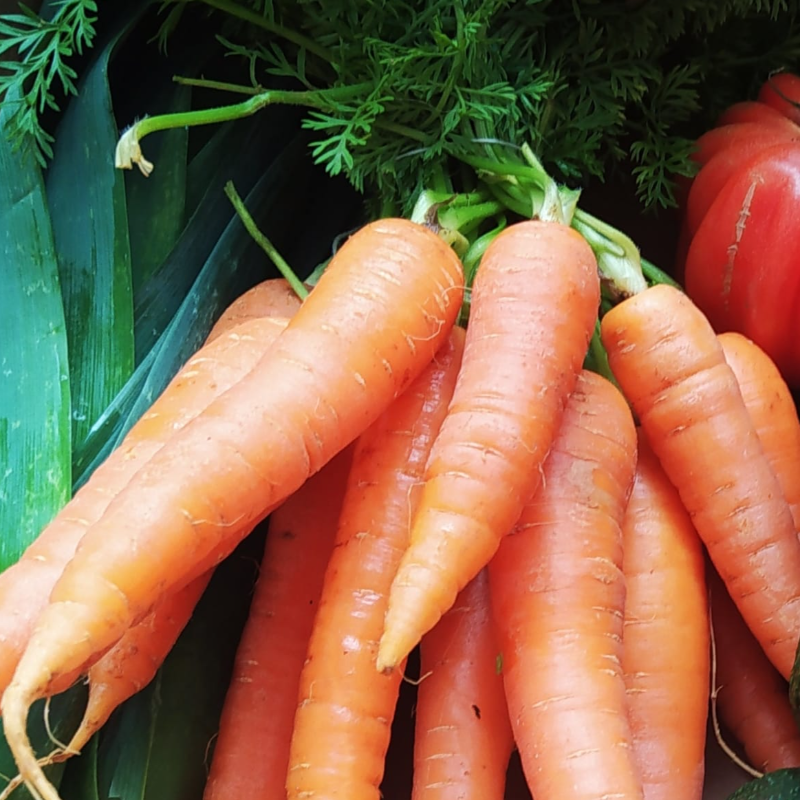 Cenoura (c/ rama) /  Carrot (w/ branch)