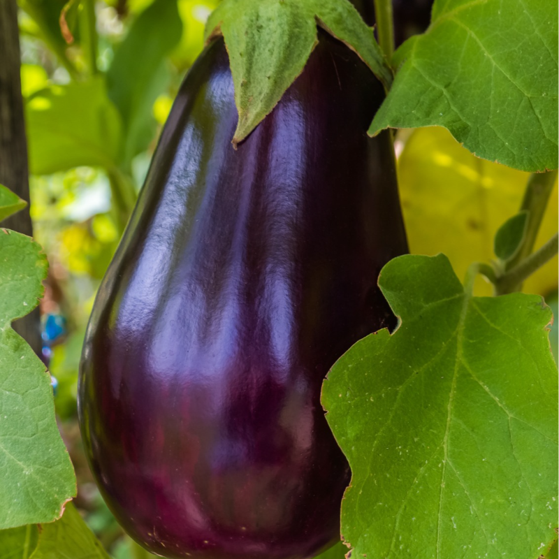 Beringela / Aubergine