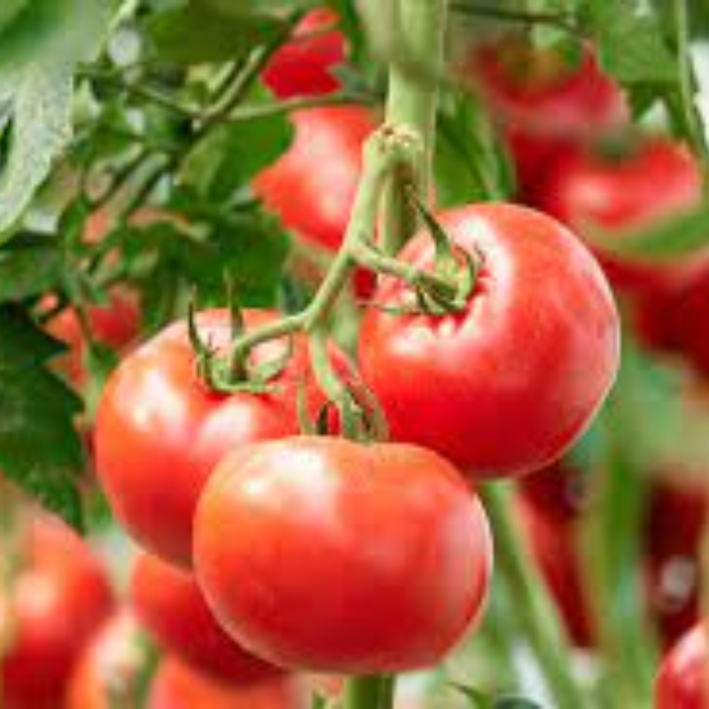 Tomate Cereja / Cherry Tomato