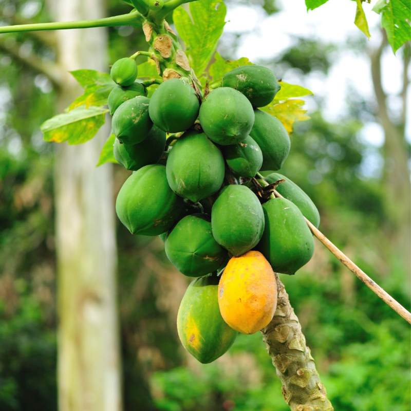 Papaia de Avião / Airplane Papaya