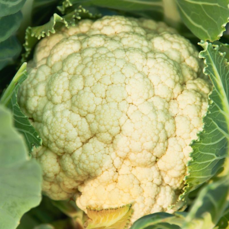 Couve Flor / Cauliflower 