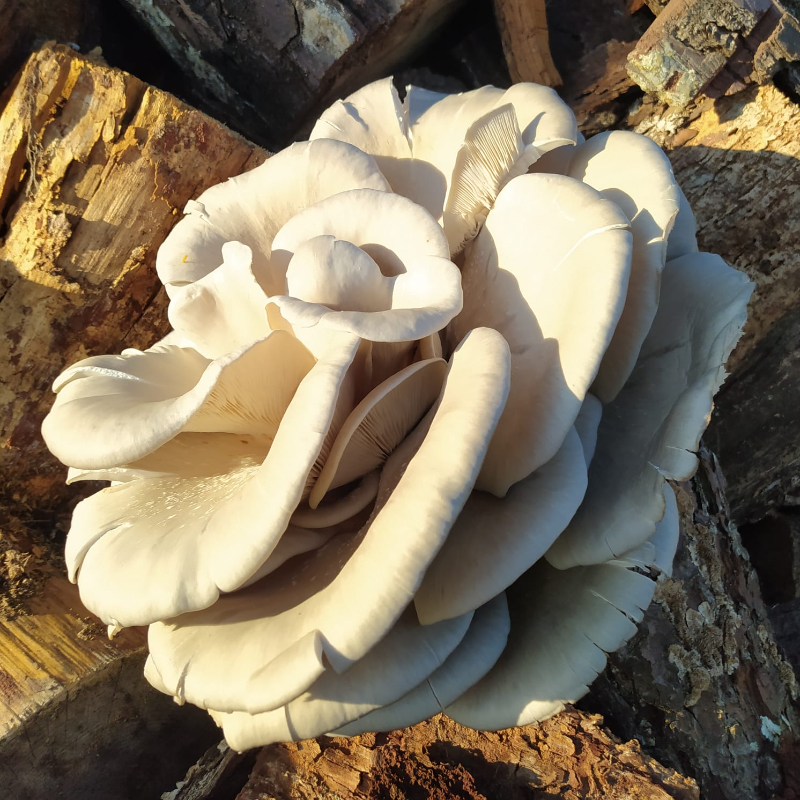 Cogumelos Pleurotus / Pleurotus Mushrooms