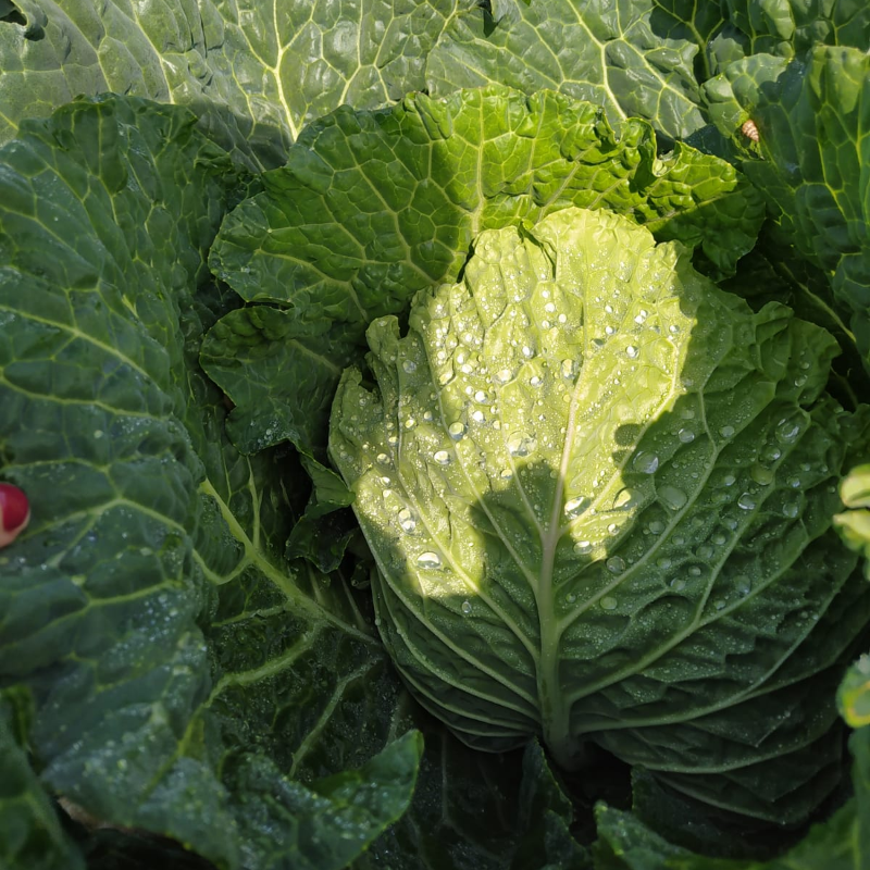Couve Lombarda / Savoy Cabbage