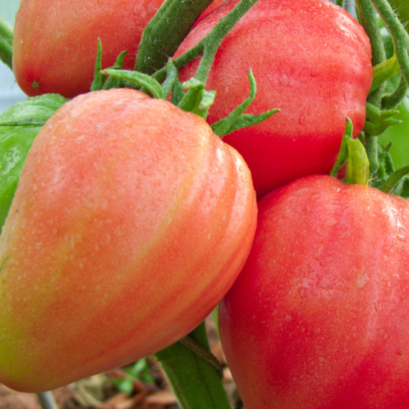 Tomate Coração de Boi / Beef Heart Tomato