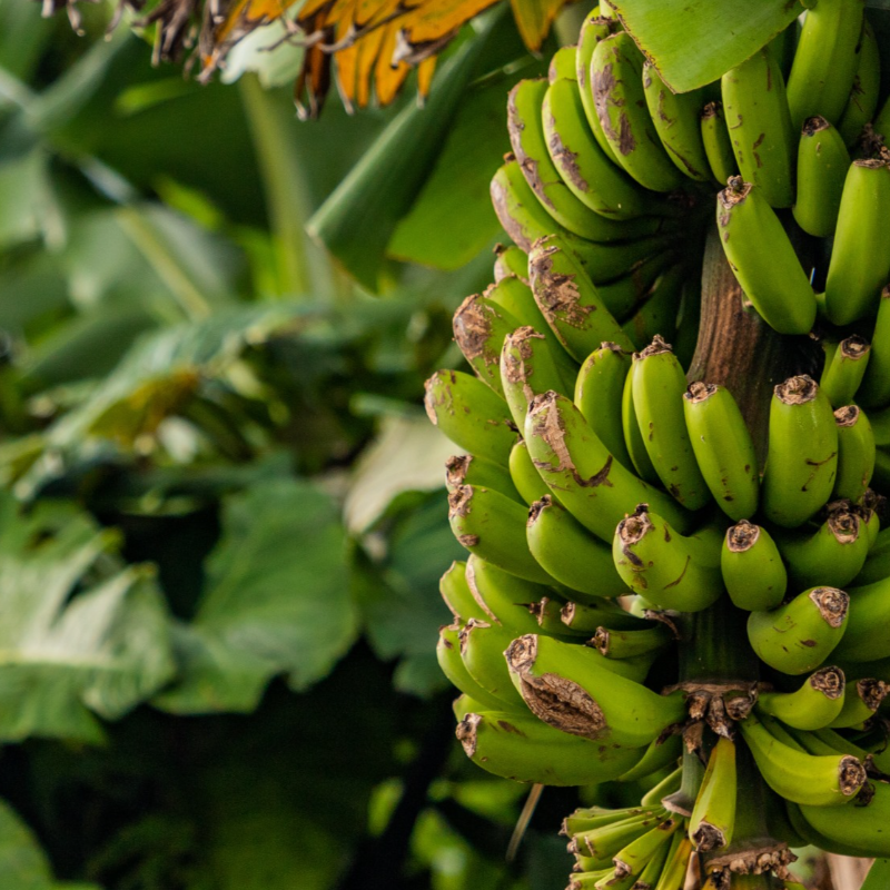 Banana (Açores) /  Banana (Azores)