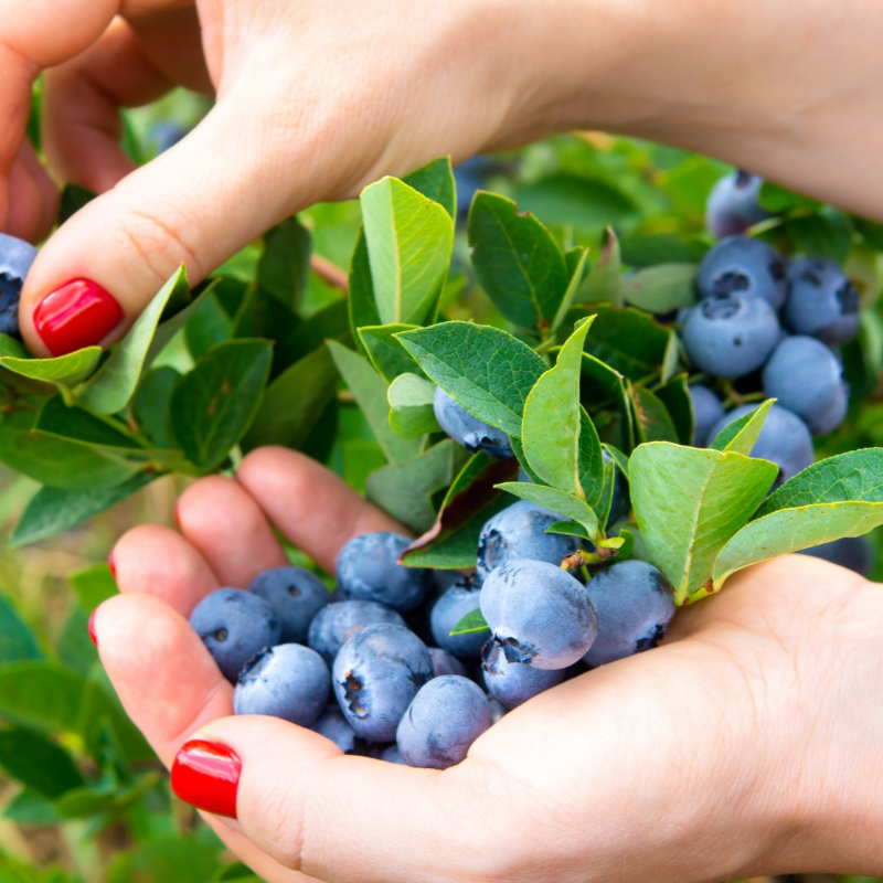 Mirtilos / Blueberries