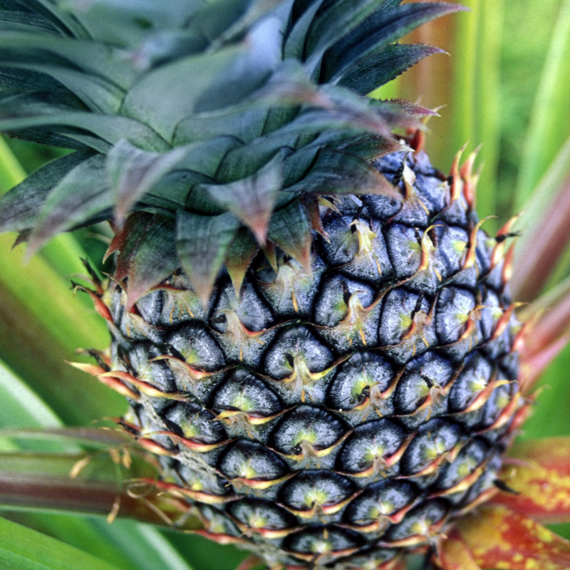 Abacaxi Maturado / Sweet Pineapple