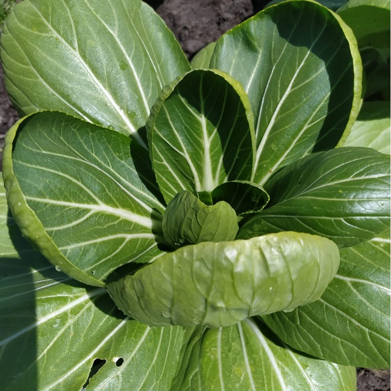 Bok Choy
