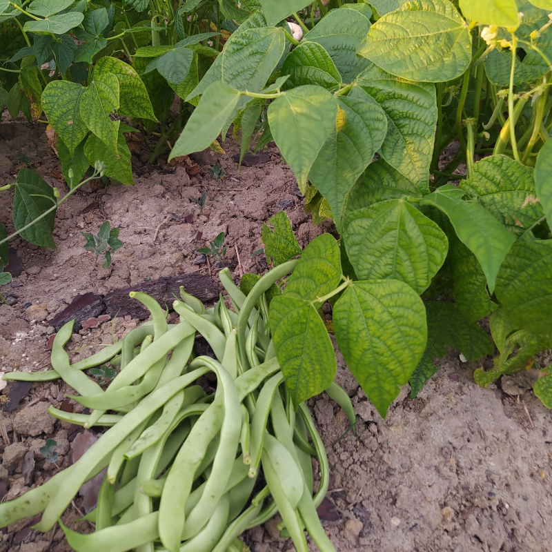 Feijão Verde / Green Beans