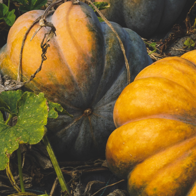 Abóbora / Carnival Squash
