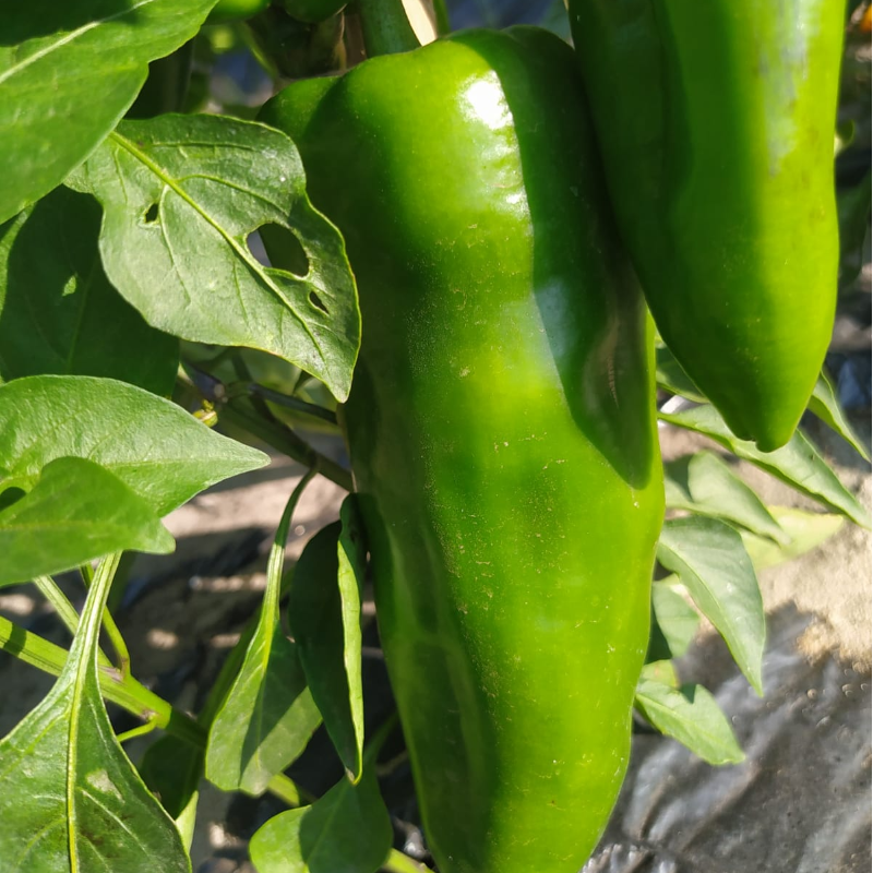 Pimento (Verde) /  Bell Pepper (Green)