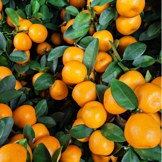 Clementina / Clementine