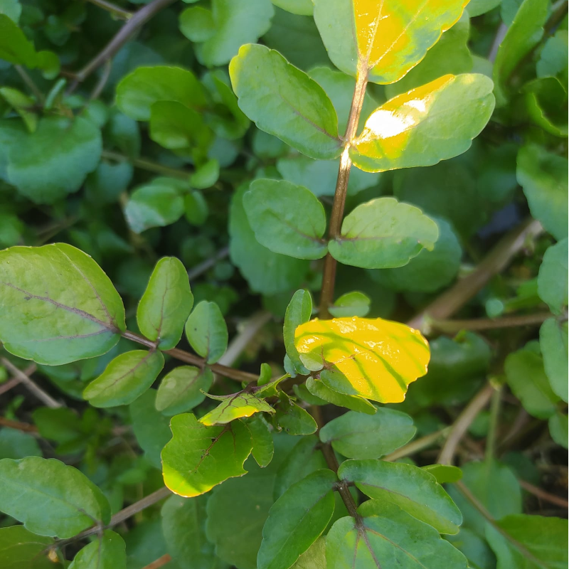 Agrião / Watercress