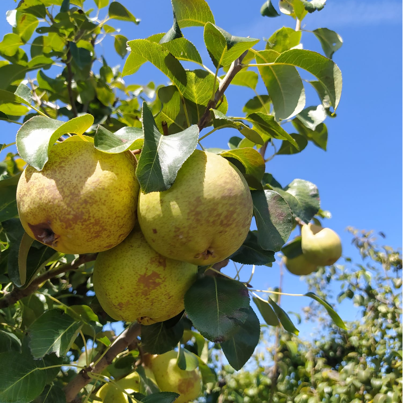 Pêra / Pear