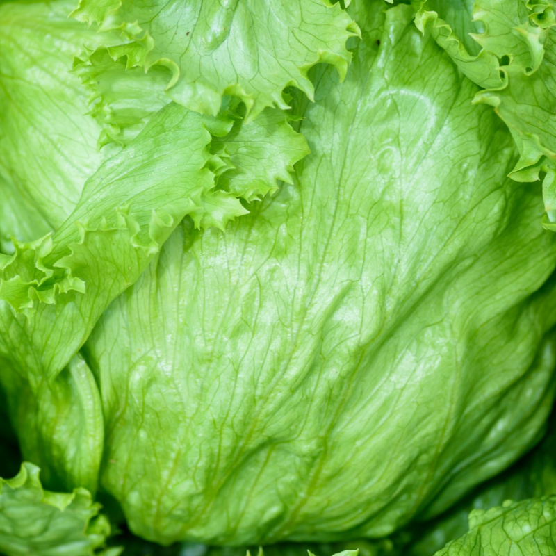 Alface Iceberg / Iceberg Lettuce