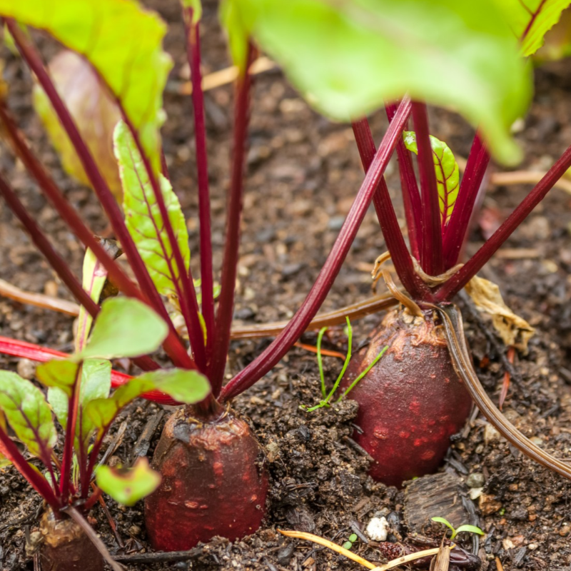 Beterraba / Beetroot