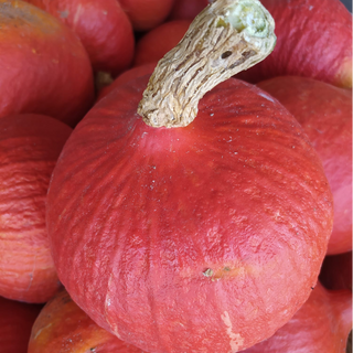 Abóbora Hokkaido / Red Kuri Squash