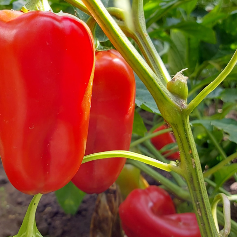 Pimento (Vermelho) /  Bell Pepper (Red)