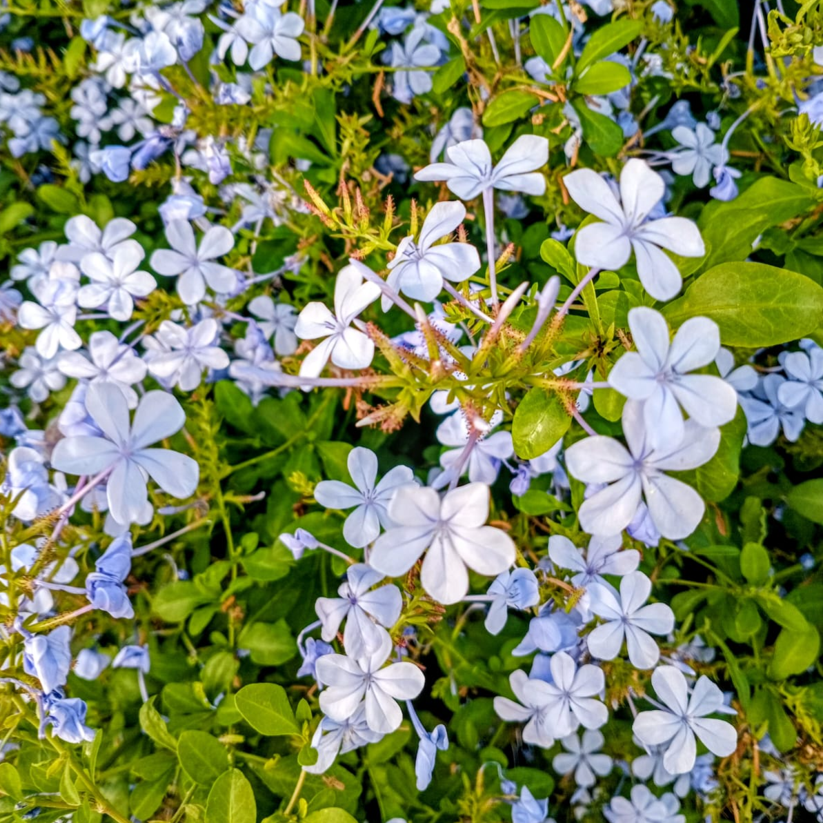 Plumbago (Blue)