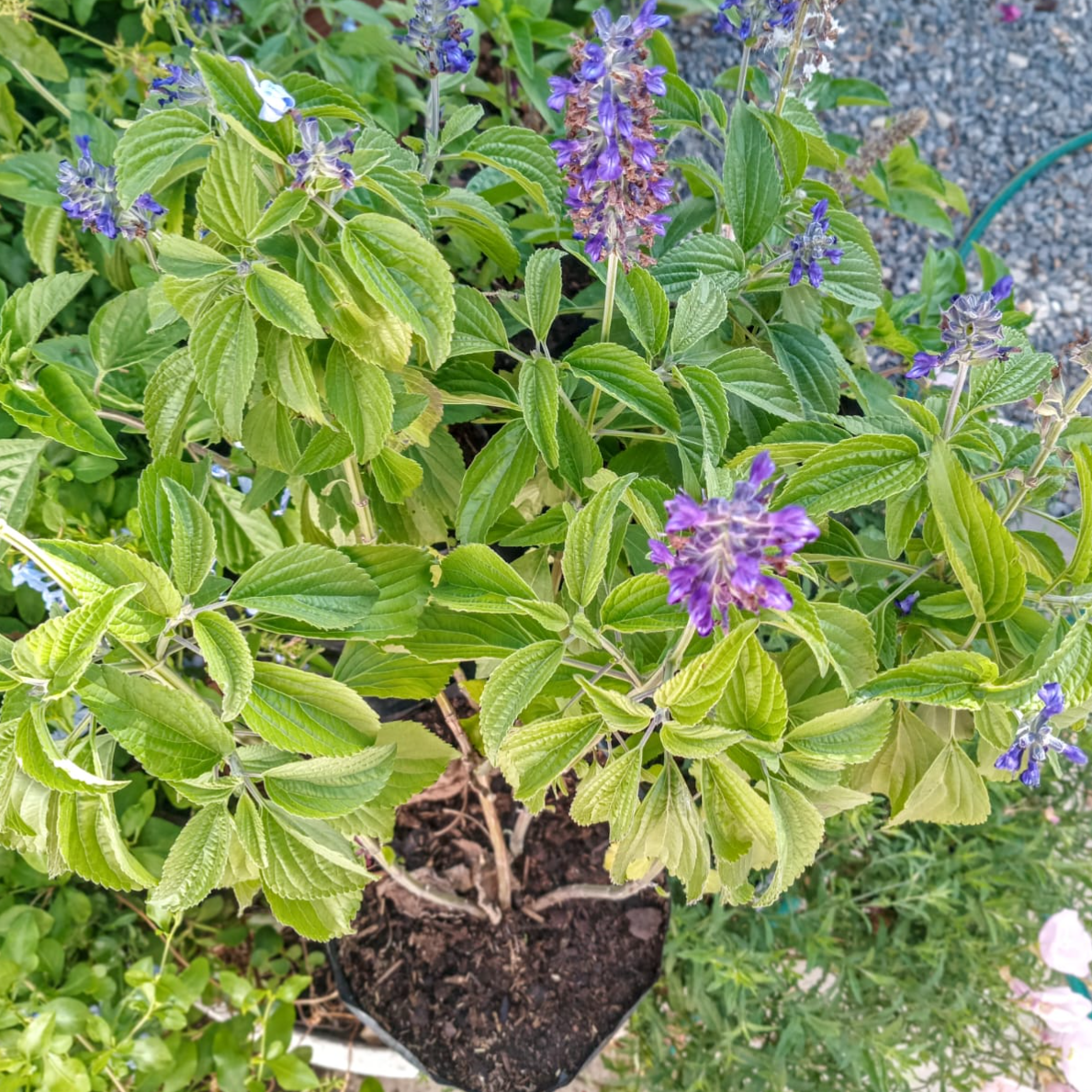 Indigo Spires Sage (Salvia)
