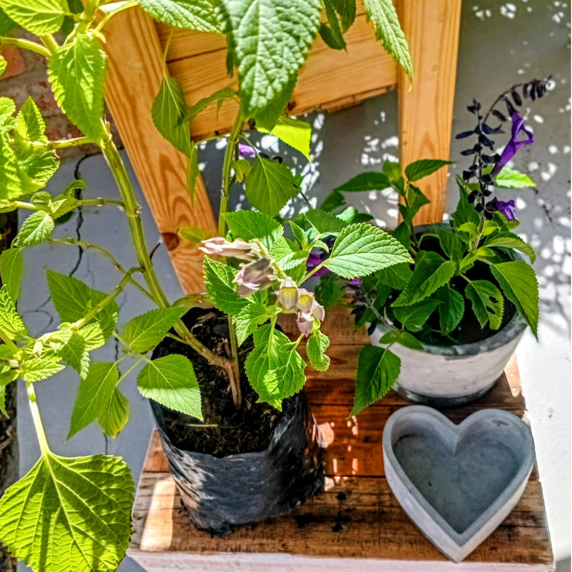 Friendship Sage (Salvia)