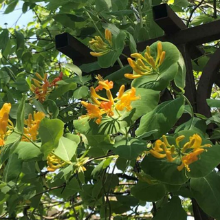 English Honey Suckle