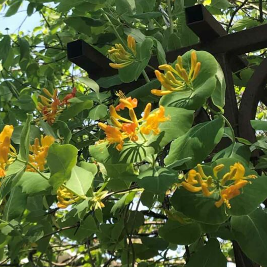 English Honey Suckle