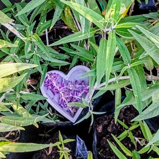 Mexican Bush Sage (Salvia)