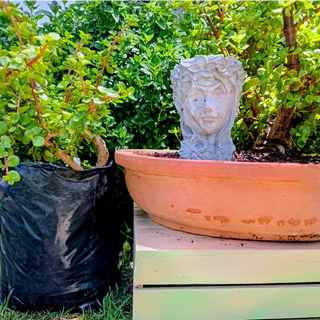 Spekboom Dwarf (Elephant Bush)