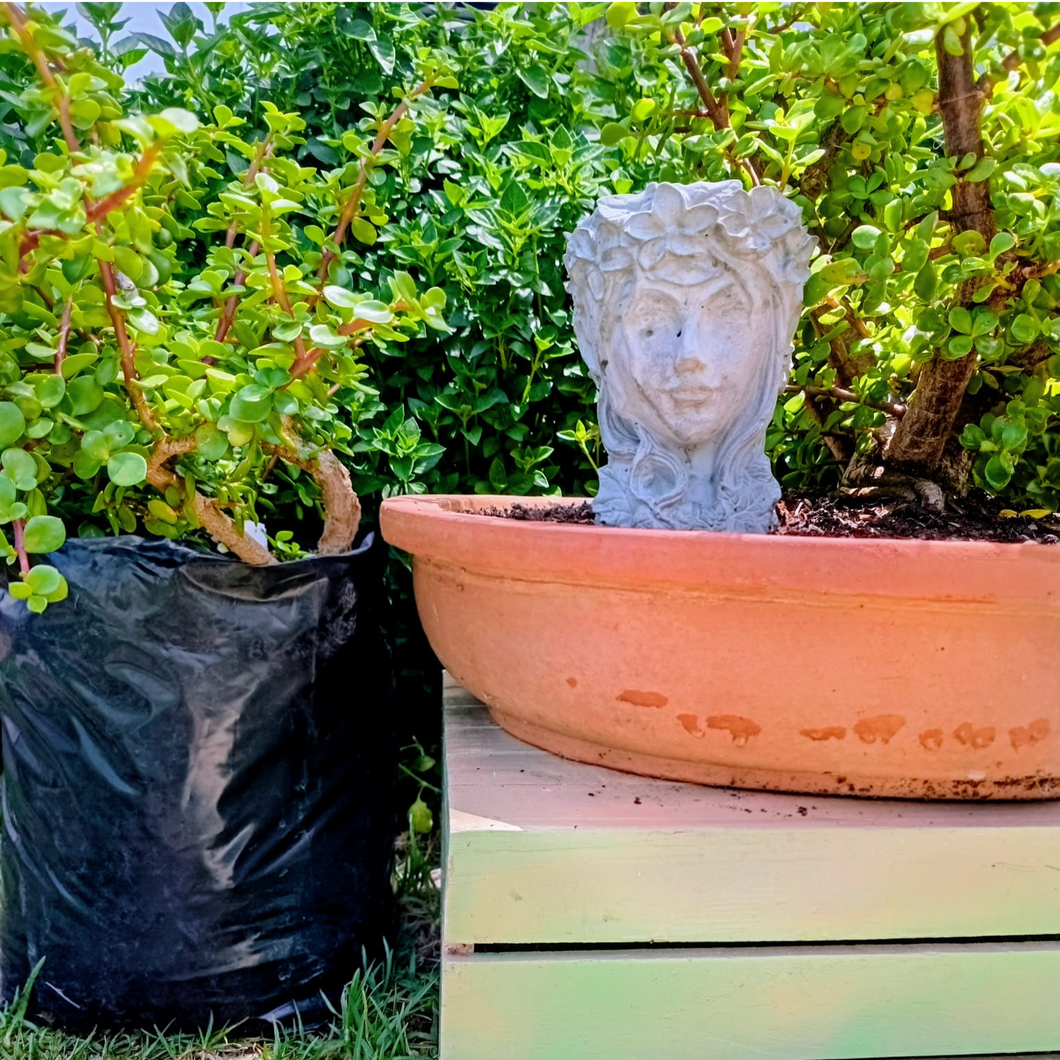 Spekboom Dwarf (Elephant Bush)