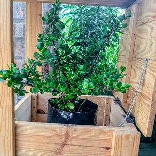 Spekboom (Elephant Bush)