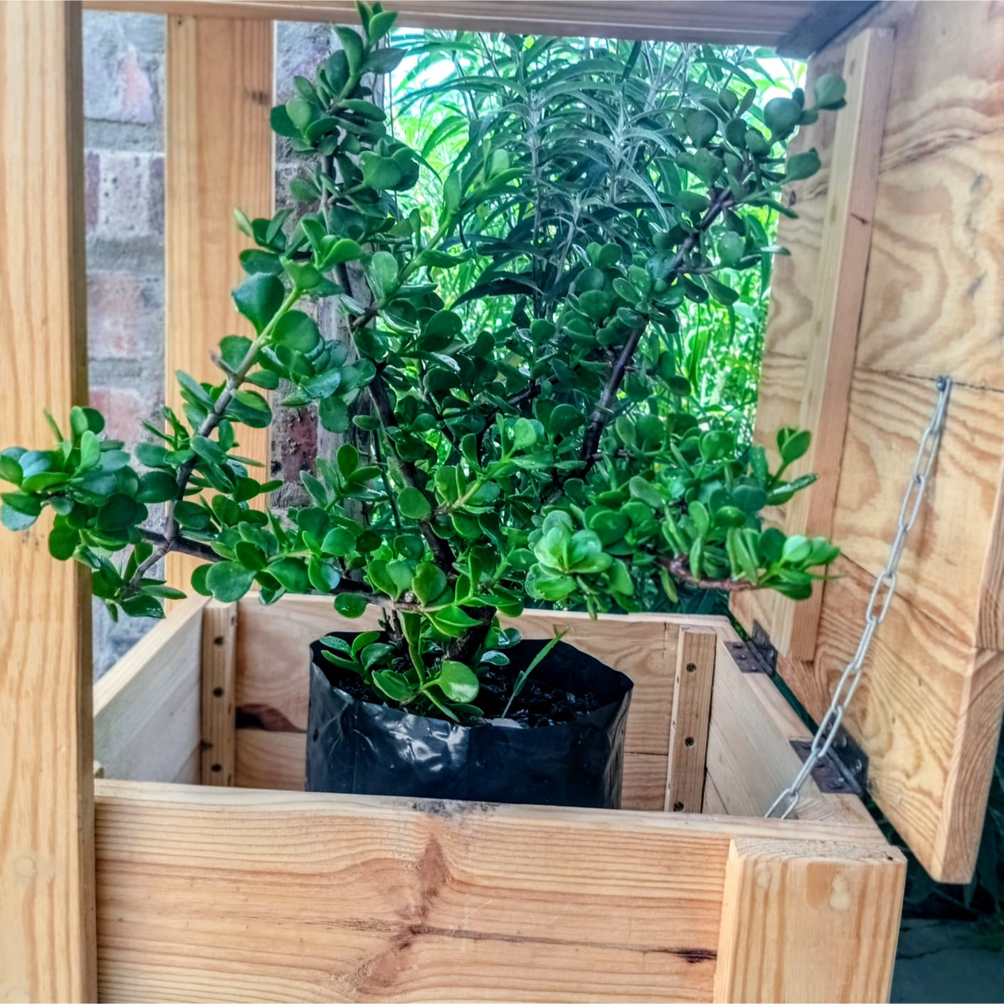 Spekboom (Elephant Bush)