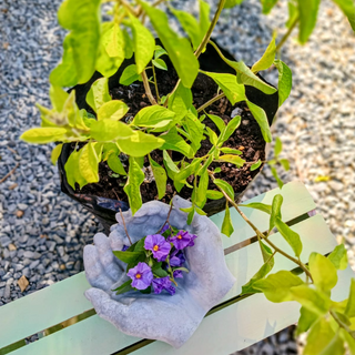 Potato Bush (Blue)