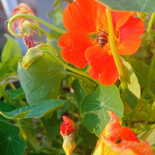 Nasturtiums