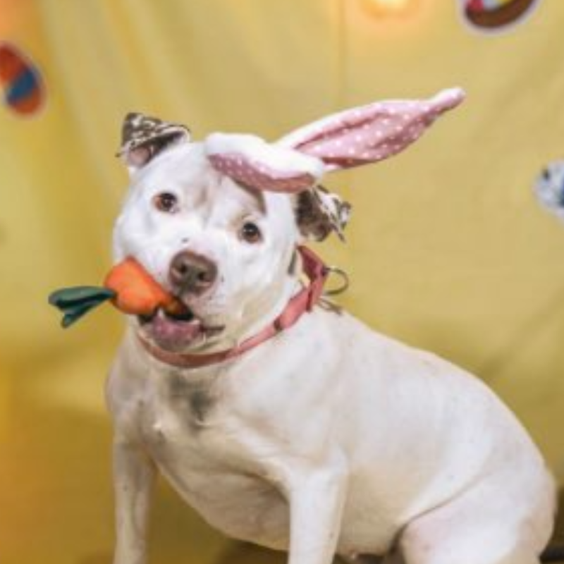 PSH Rescue 2024 Calendar