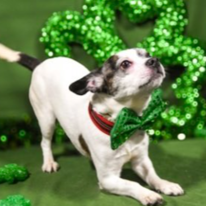 PSH Rescue 2024 Calendar *with Delivery*