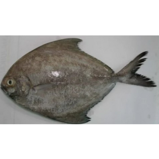 Black Pomfret/Manji  