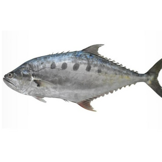 Trevally Small