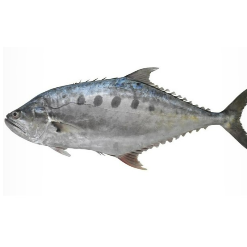 Trevally Small Main Image