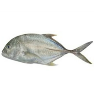 Trevally ( Vatta)