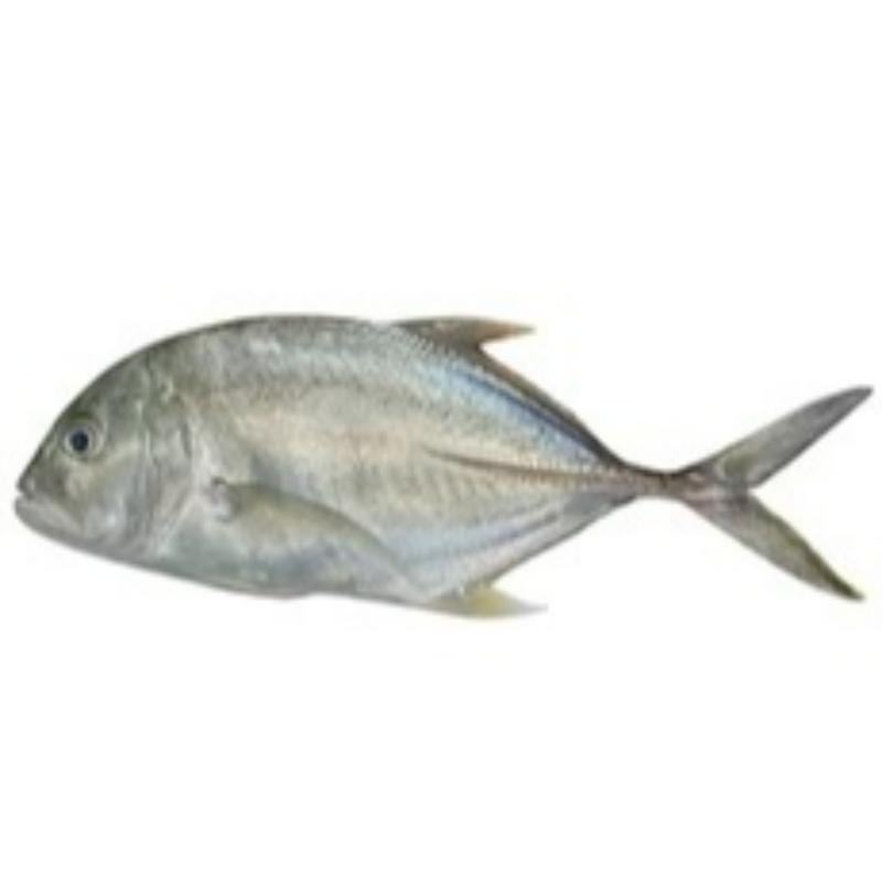 Trevally ( Vatta) Main Image