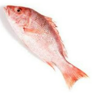 Red Snapper Small