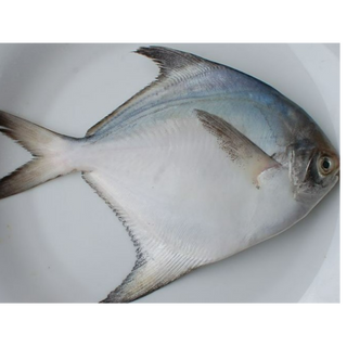 Silver Pomfret (Indian) വെളുത്ത ആവോലി