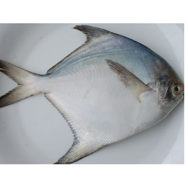 Silver Pomfret (Indian) വെളുത്ത ആവോലി Main Image