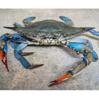 Blue Crab