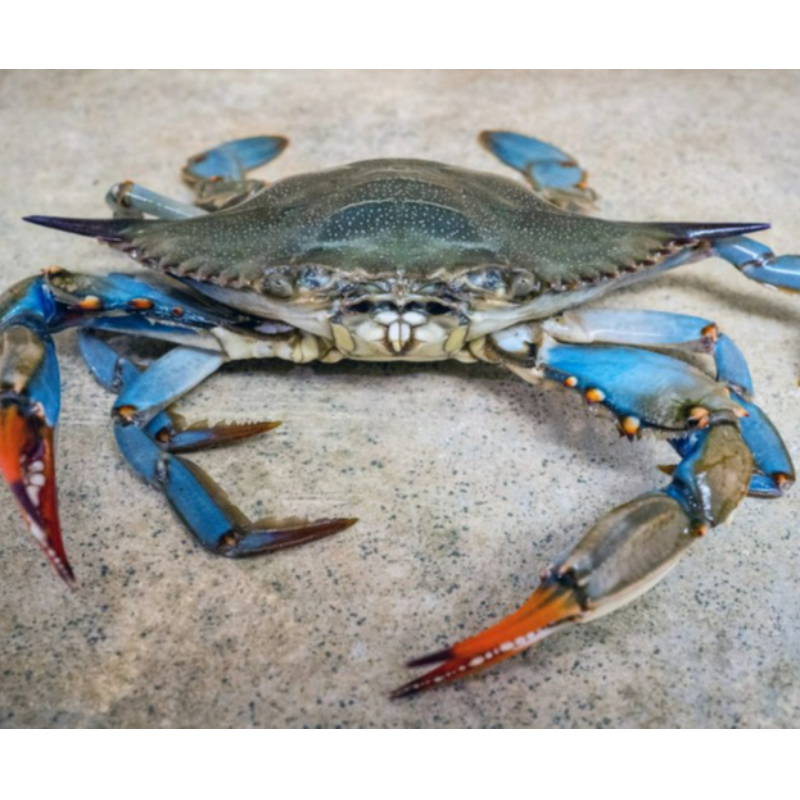 Blue Crab Main Image