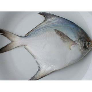 5 KG Silver Pomfret വെളുത്ത ആവോലി